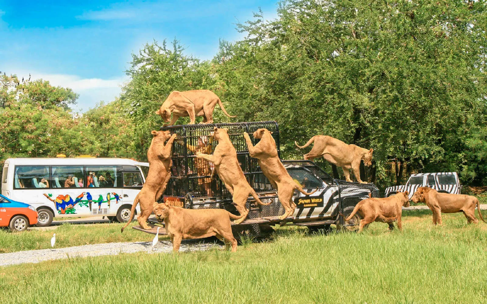 Safari World Bangkok Ticket in Bangkok