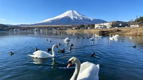Japan Tokyo Mt. Fuji Lake Kawaguchi & Yamanakako & Lawson/Hikkawa one-day tour|Internet celebrity panoramic check-in Day Tours in Tokyo - Photo 9