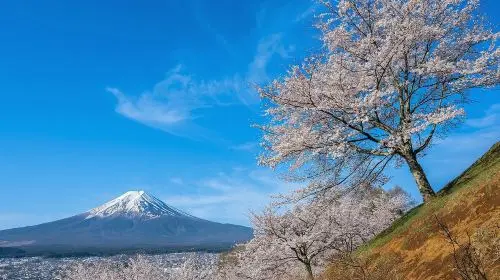 Mt. Fuji Makaino Ranch + Lake Tanuki Day Trip (Small Group Max 9 | Hotel Pick-up Option) Day Tours in Tokyo - Photo 5