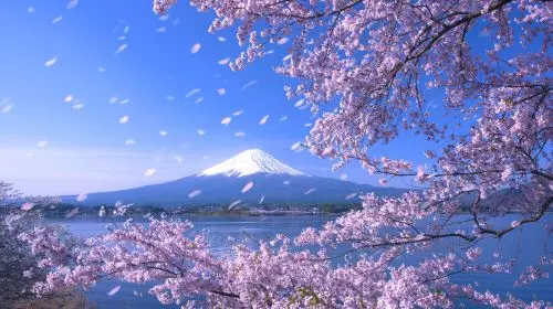 Mt. Fuji Makaino Ranch + Lake Tanuki Day Trip (Small Group Max 9 | Hotel Pick-up Option) Day Tours in Tokyo - Photo 3
