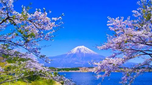 Mt. Fuji Makaino Ranch + Lake Tanuki Day Trip (Small Group Max 9 | Hotel Pick-up Option) Day Tours in Tokyo - Photo 9