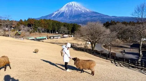 Tokyo Mount Fuji Six Popular Attractions Day Tour - 6-49 Person Premium Group|Optional transfers Day Tours in Tokyo - Photo 7