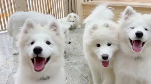 Samoyed in Harajuku: The Fluffiest Spot on Takeshita Street Play Now in Tokyo