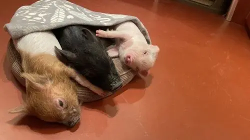 pignic cafe Yoyogi Park Store: Mini Pig Private Room Interaction + Choice of 2 Dining Vouchers in Tokyo