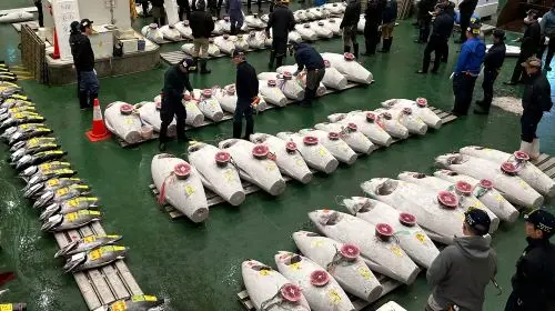 Tokyo: Toyosu Tuna Auction &Tsukiji Market Gourmet Adventure Day Tours in Tokyo - Photo 5