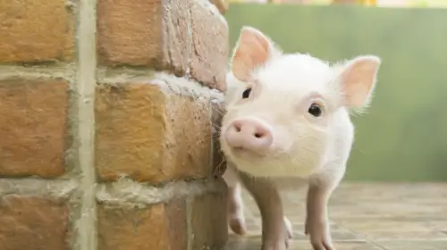 [mipig cafe Harajuku Takeshita St] Popular Healing Pig Cafe Interactive Experience (Adults 4 Years and Older) in Tokyo