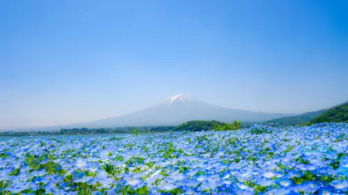 Fuji classic route: Lake Kawaguchi, Arakurayama Sengen Park and Lawson 1-day tour from Tokyo Day Tours Fuji classic route: Lake Kawaguchi, Arakurayama Sengen Park and Lawson 1-day tour from Tokyo Day Tours in Tokyo - Photo 3