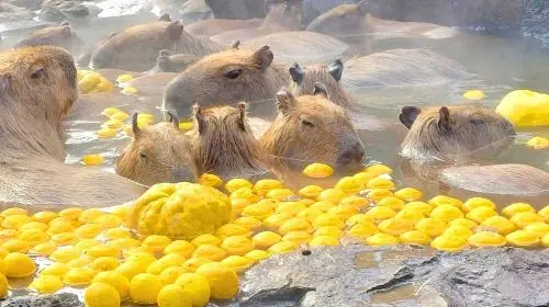 Izu Omuroyama Day Tour from Tokyo: Mt. Omuro & Izu Shaboten Zoo & Resort 21 oceanview train & Jogasaki Coast (Join-in Small Group Max 9 | Hotel Pick-up Option) Day Tours Izu Omuroyama Day Tour from Tokyo: Mt. Omuro & Izu Shaboten Zoo & Resort 21 oceanview train & Jogasaki Coast (Join-in Small Group Max 9 | Hotel Pick-up Option) Day Tours in Tokyo - Photo 8