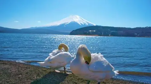 [KABA Amphibious Bus Ticket Included] Tokyo Twin Lakes Kawaguchi and Yamanaka Day Trip | Hotel Pick-up Optional Day Tours in Tokyo - Photo 5