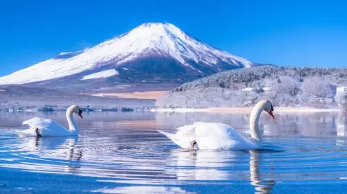 [KABA Amphibious Bus Ticket Included] Tokyo Twin Lakes Kawaguchi and Yamanaka Day Trip | Hotel Pick-up Optional Day Tours in Tokyo - Photo 9