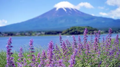 [KABA Amphibious Bus Ticket Included] Tokyo Twin Lakes Kawaguchi and Yamanaka Day Trip | Hotel Pick-up Optional Day Tours in Tokyo - Photo 4