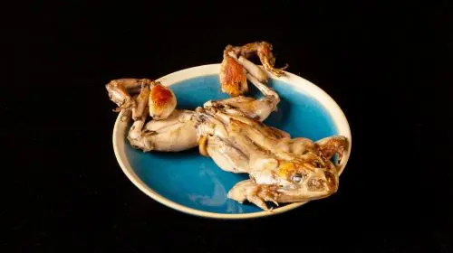 [Kome to Circus Takadanobaba main branch] Rare ingredient package meal voucher - choose one in Tokyo - Photo 8