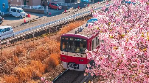 Best of Tokyo Private Tour English Driver &Customizable Itinerary Day Tours in Tokyo - Photo 6