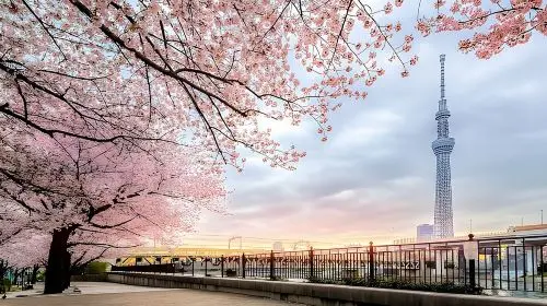 Best of Tokyo Private Tour English Driver &Customizable Itinerary Day Tours in Tokyo - Photo 7