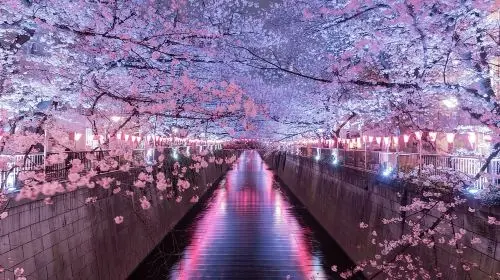 Best of Tokyo Private Tour English Driver &Customizable Itinerary Day Tours in Tokyo - Photo 4