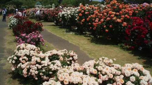 Keisei Rose Garden Keisei Rose Garden in Tokyo - Photo 2