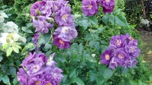Keisei Rose Garden in Tokyo