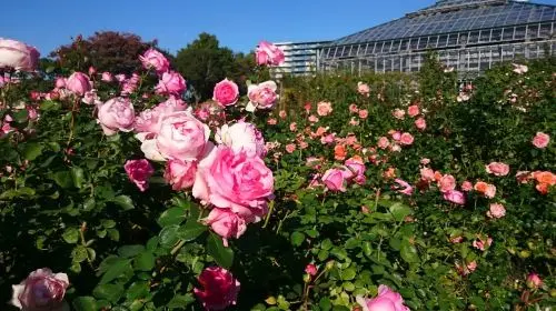 Keisei Rose Garden Keisei Rose Garden in Tokyo - Photo 5