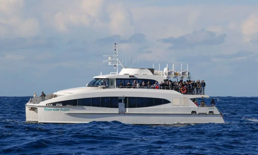Sydney 2 Hour Whale Watching Express Cruise in Sydney