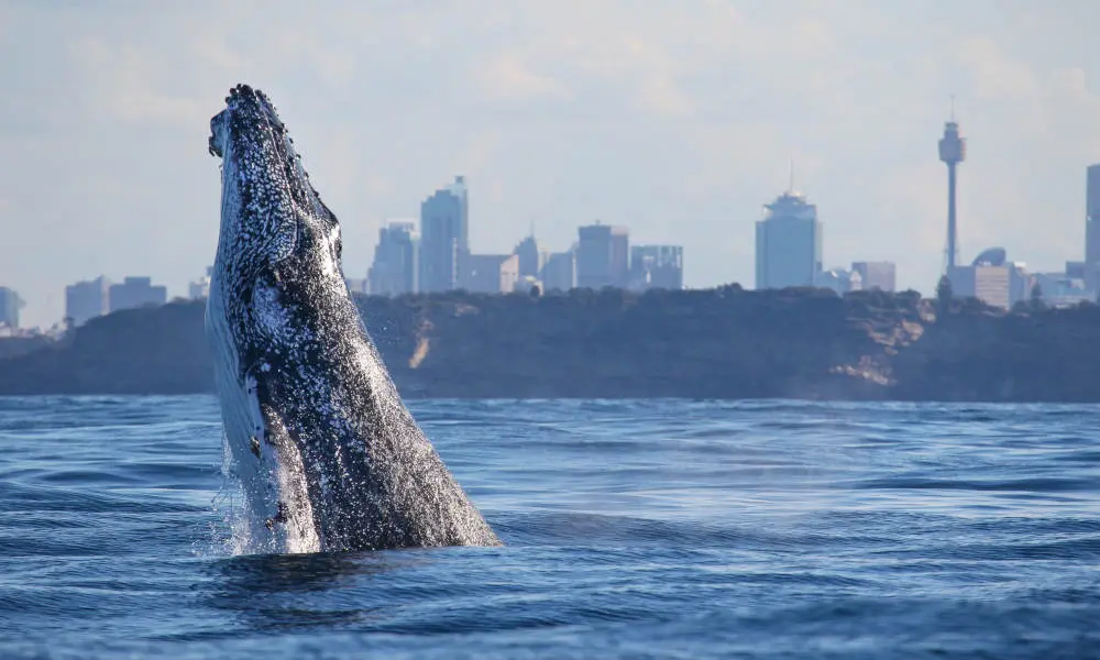 Discovery Whale Watching Cruise - 2.5 Hours in Sydney
