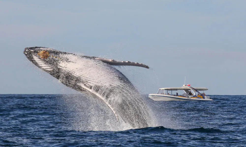 Sydney Whale Watching Adventure Cruise - 2.5 Hours in Sydney