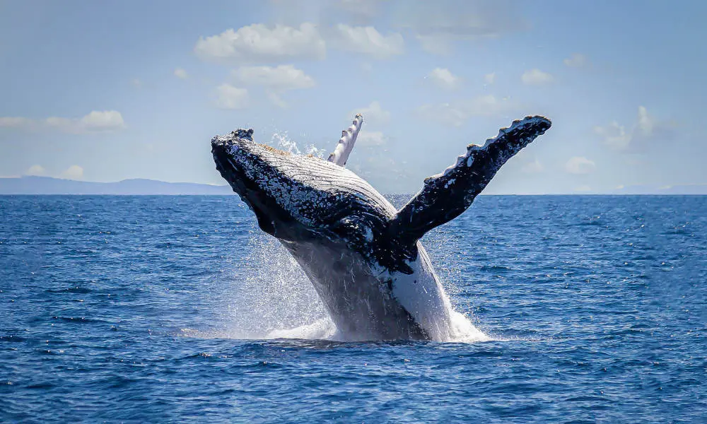 Sydney Morning Whale Watching Cruise in Sydney