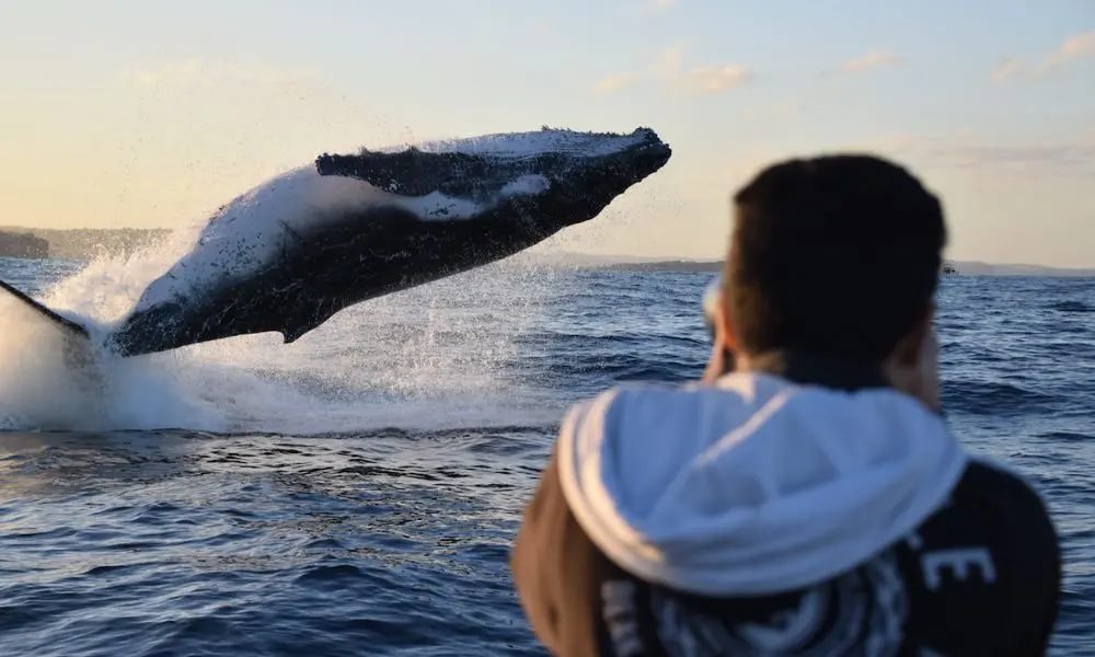 Sydney Whale Watching Speed Boat Tour - 2 Hours in Sydney