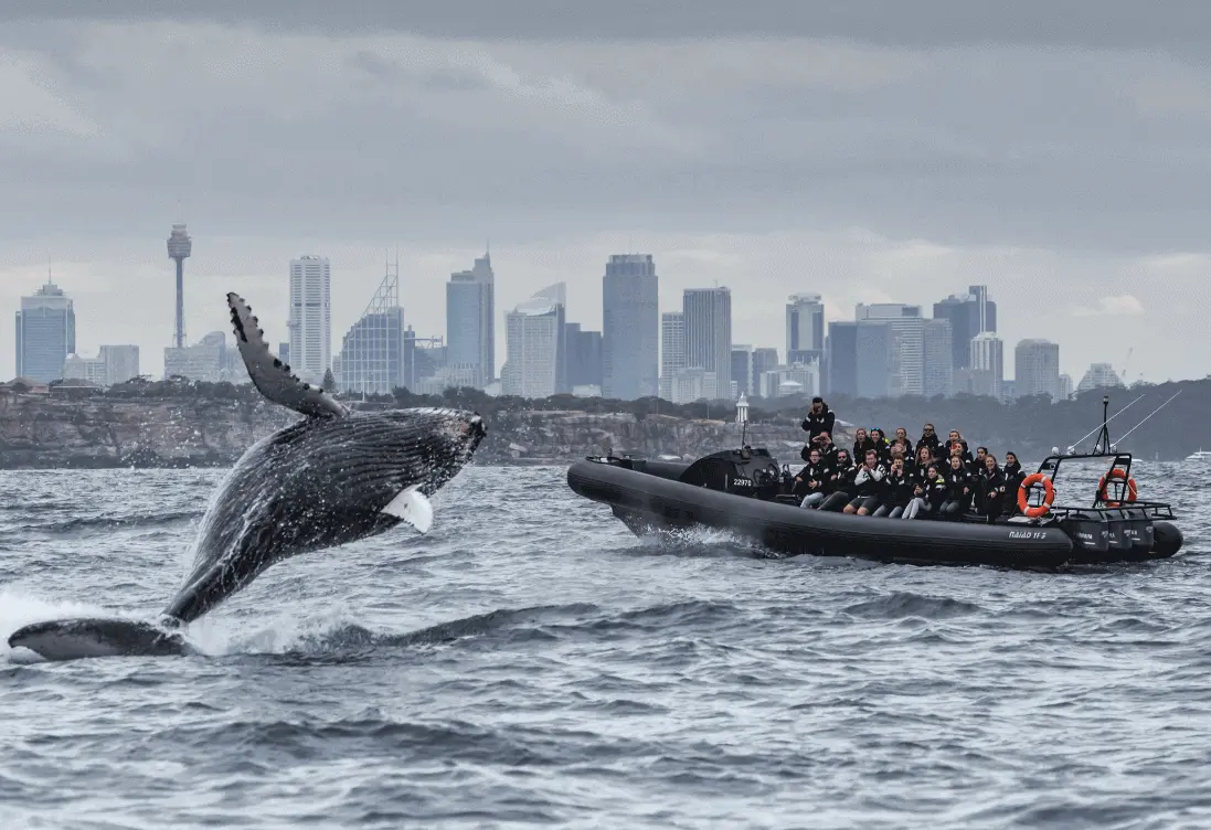 Sydney Whale Watching on Vessel EXTREME - 2 Hours in Sydney