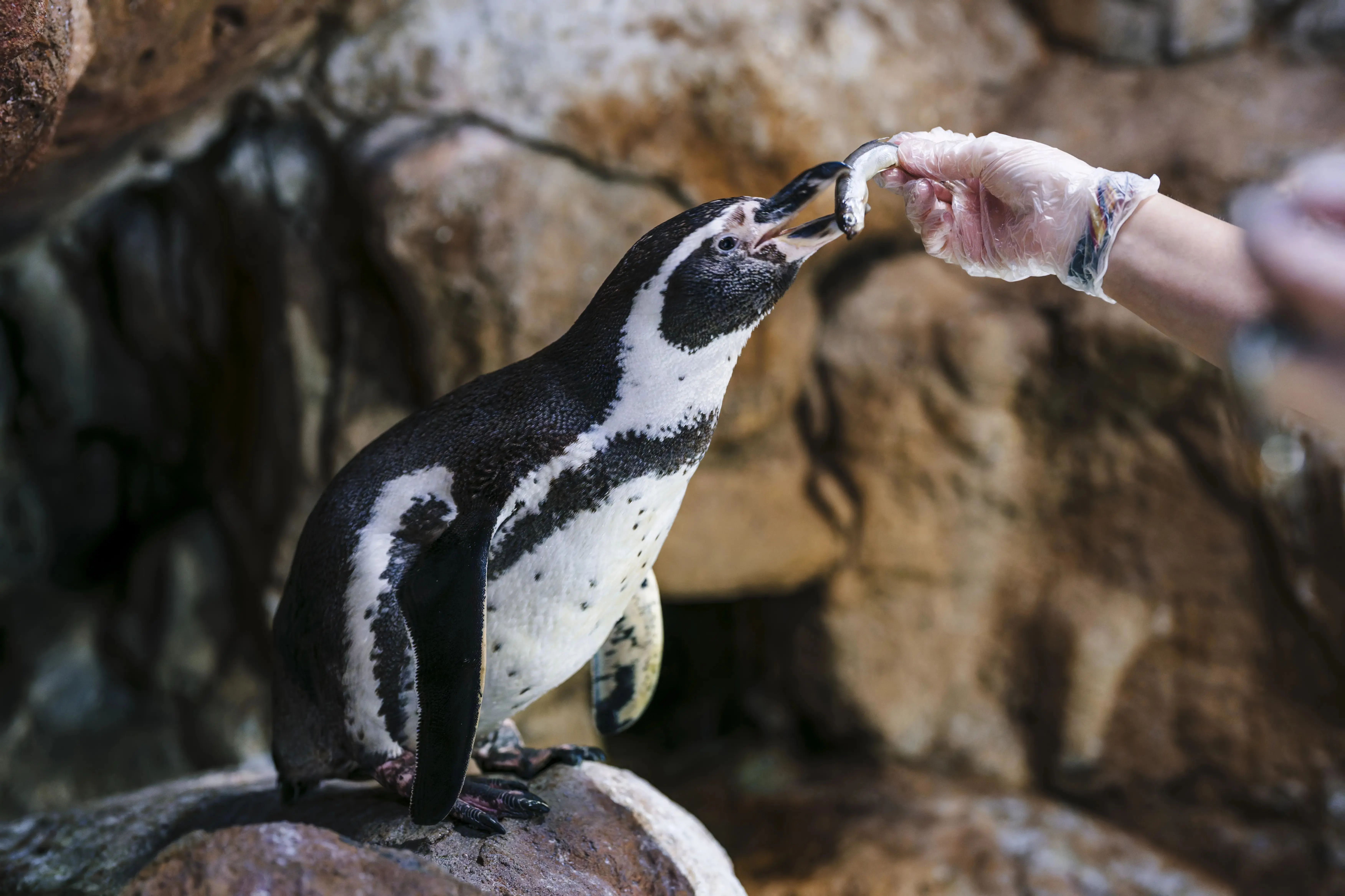 Barcelona City Tour Hop On-Hop Off & L'Aquarium Barcelona City Tour Hop On-Hop Off & L'Aquarium in Barcelona - Photo 6