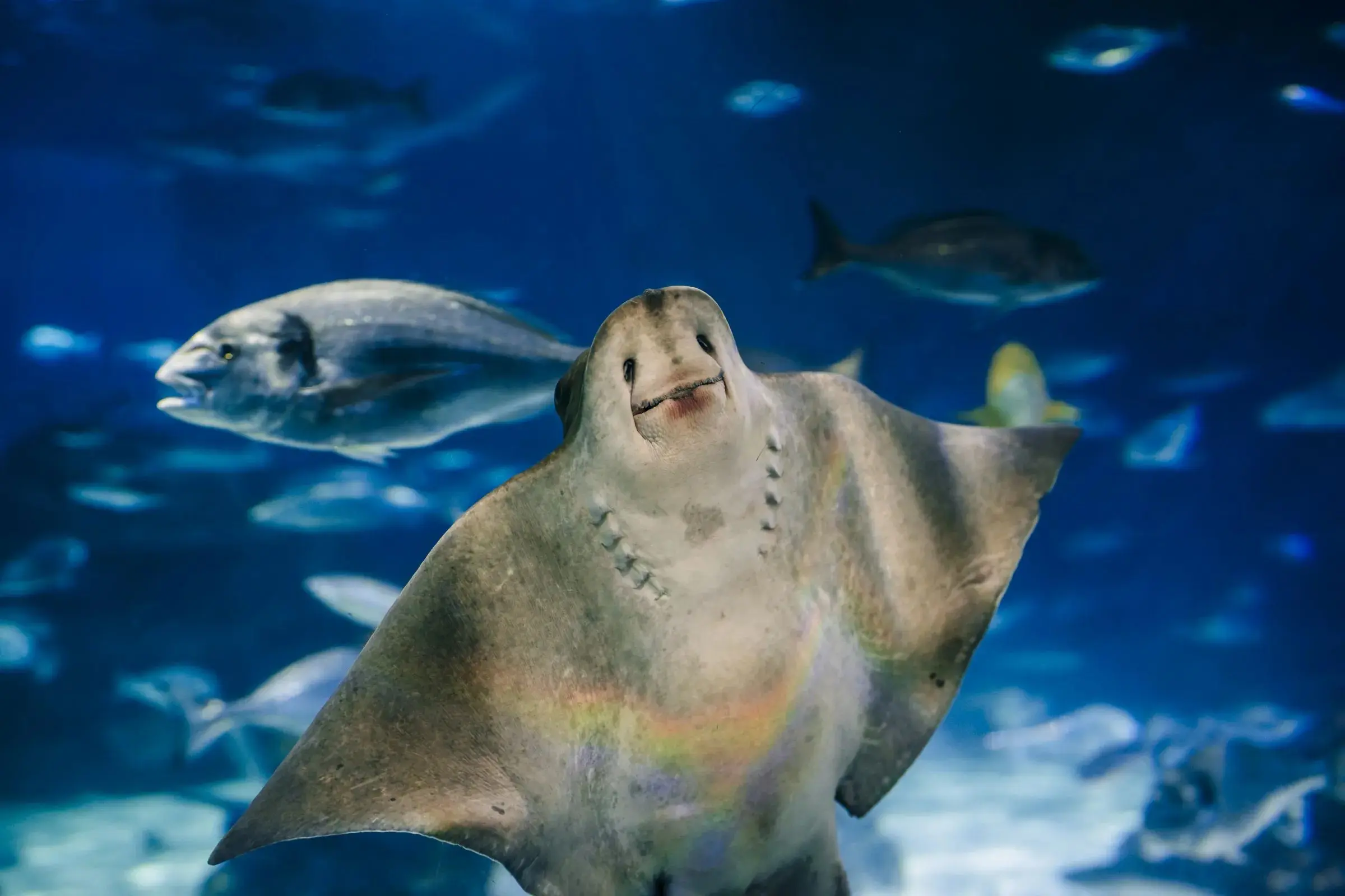 Aquarium de Barcelona Ticket Aquarium de Barcelona Ticket in Barcelona - Photo 2