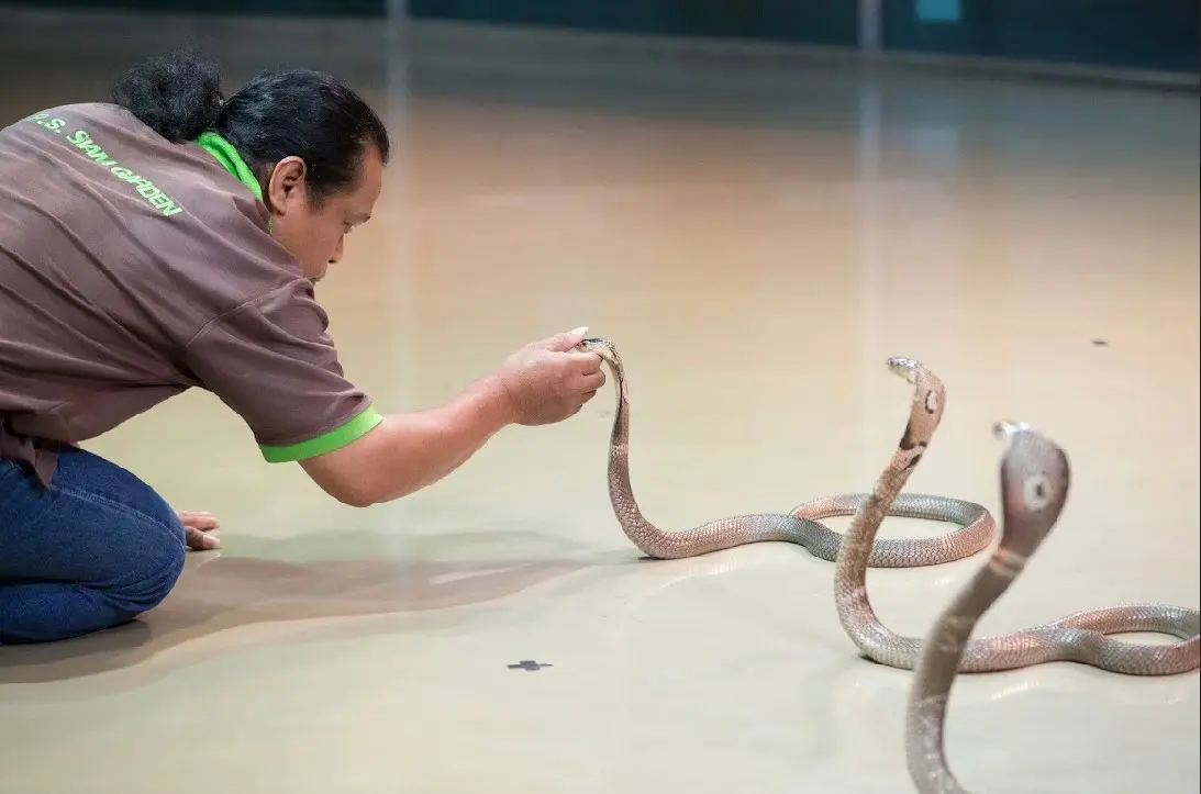 Siam Serpentarium Snake Museum Siam Serpentarium Snake Museum in Bangkok - Photo 2