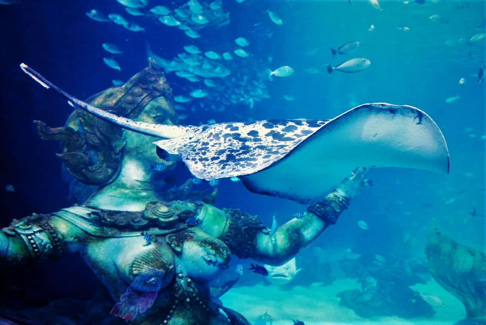 [Combo] Aquaria Phuket +  MAYA Media Art Museum Phuket Thai Resident (Incl Expats) in Phuket