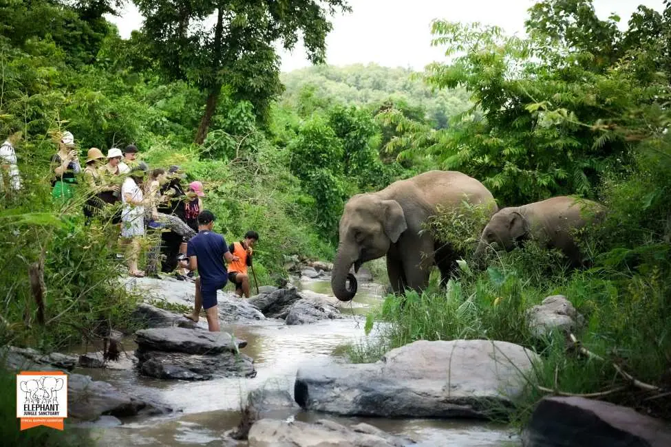 Elephant Jungle Sanctuary - Chiang Mai - Photo 4