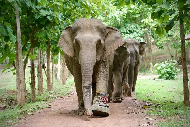 Elephant Jungle Sanctuary - Chiang Mai - Photo 5