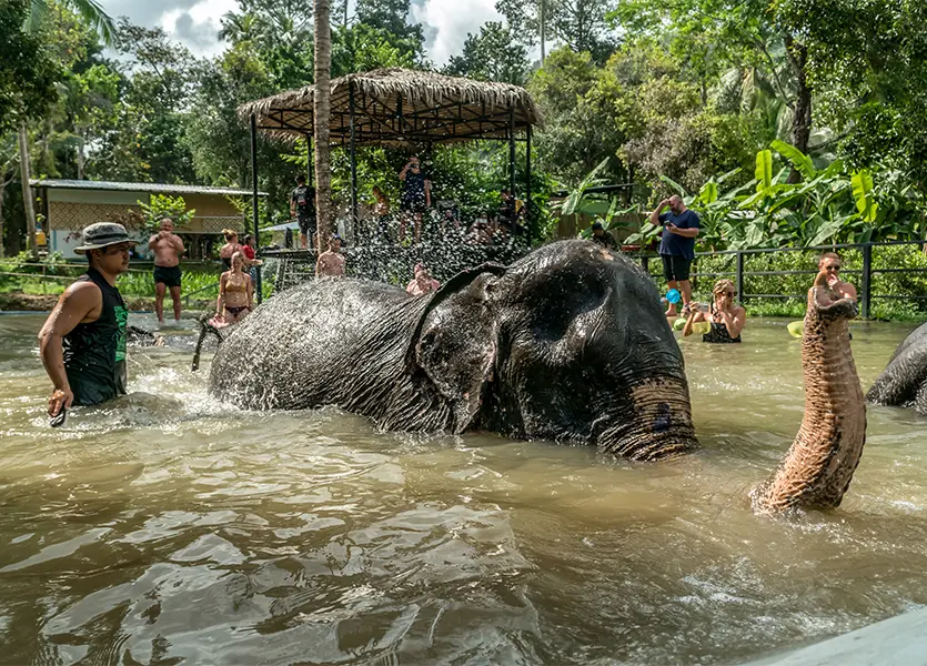 Elephant Jungle Sanctuary - Chiang Mai - Photo 6