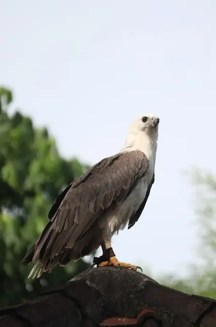 Bali Bird Park Bali Bird Park in Bali - Photo 10