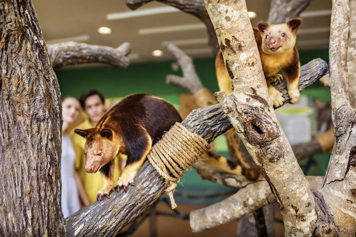 Singapore Zoo in Singapore - Photo 7