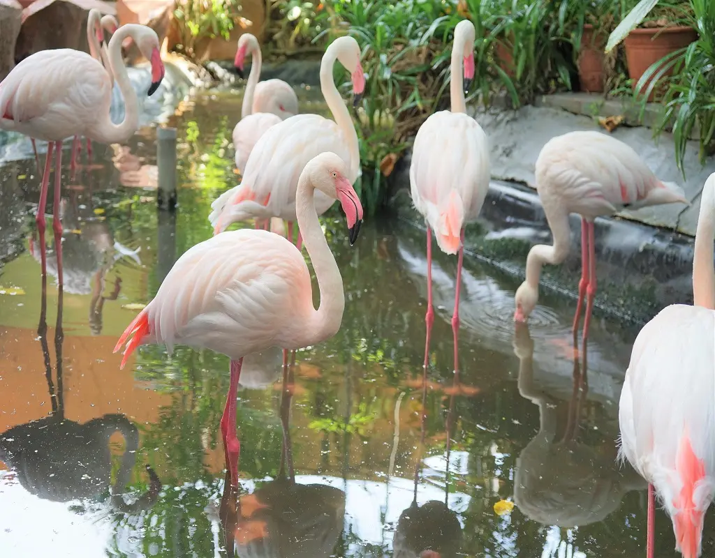 Langkawi Wildlife Park Tickets in Langkawi - Photo 2