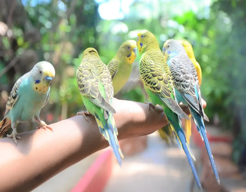 Langkawi Wildlife Park Tickets in Langkawi - Photo 5