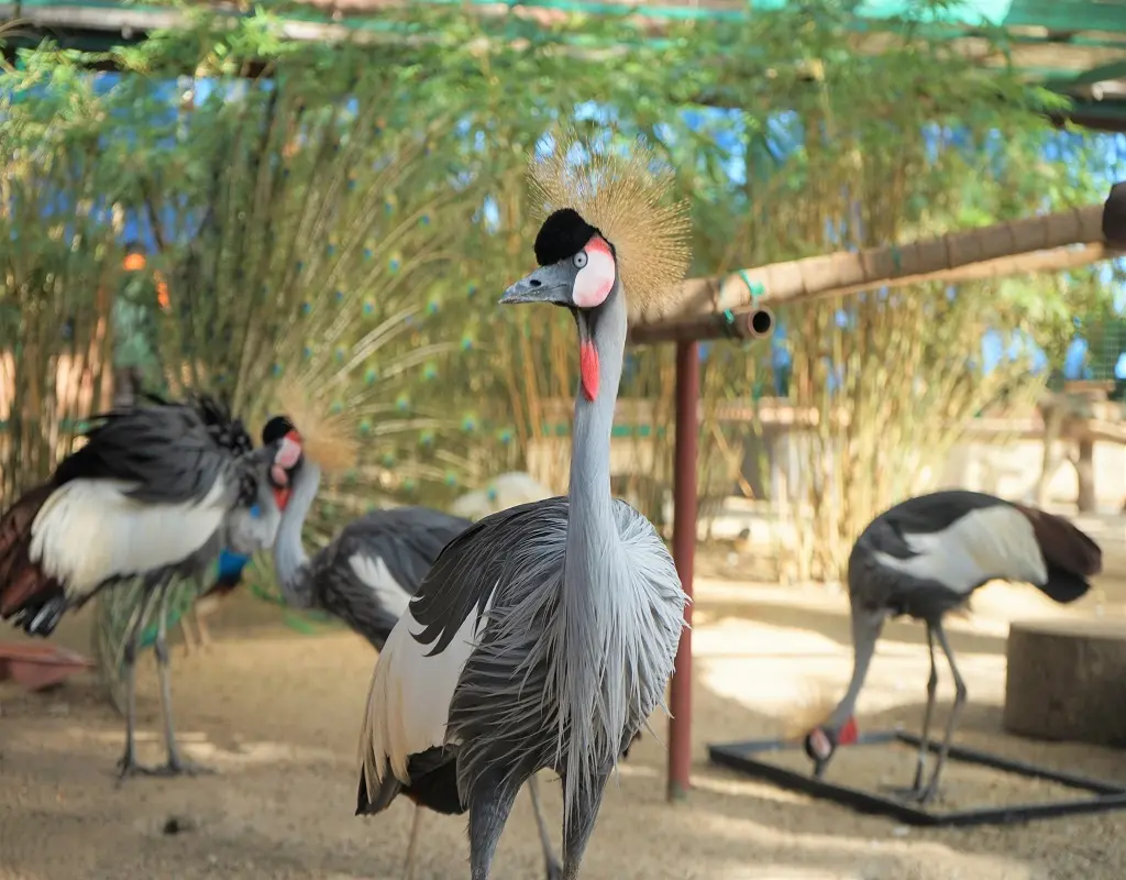 Langkawi Wildlife Park Tickets in Langkawi - Photo 6