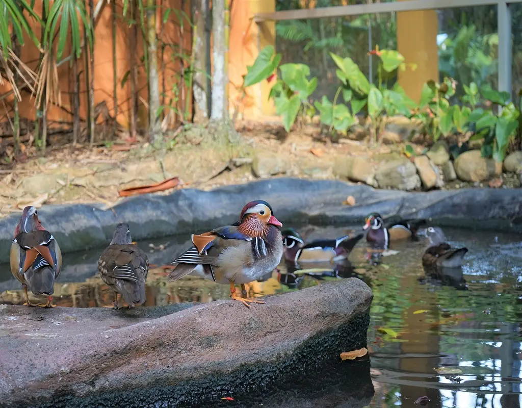 Langkawi Wildlife Park Tickets in Langkawi - Photo 9