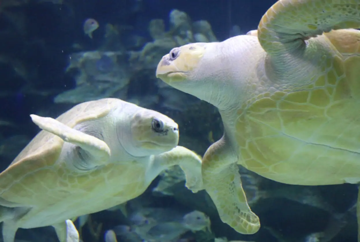 Aquaria KLCC in Kuala Lumpur - Photo 3