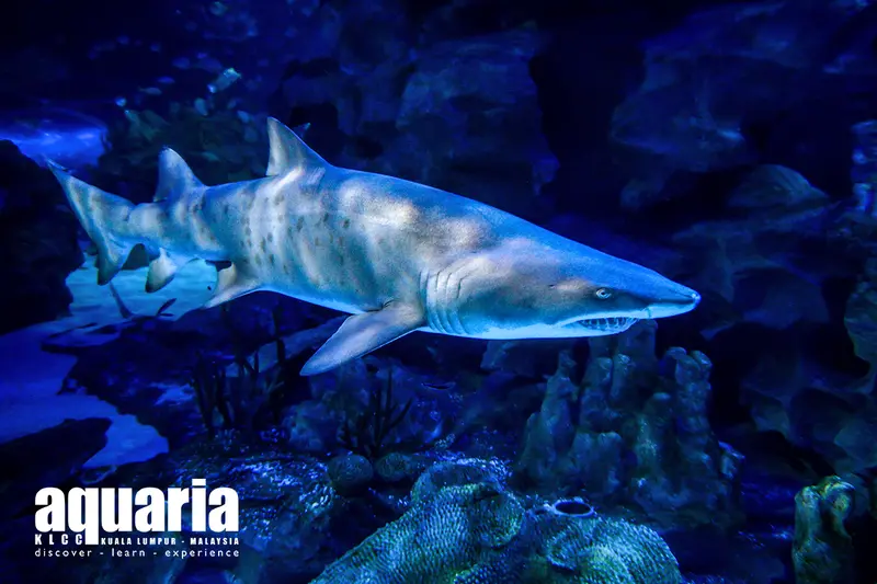 Aquaria KLCC Aquaria KLCC