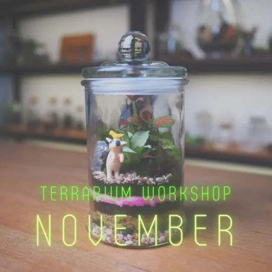 Terrarium Workshop Terrarium Workshop in Singapore - Photo 4