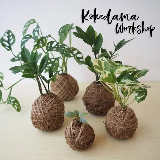 Kokedama Workshop in Singapore