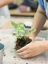 Kokedama Workshop Kokedama Workshop in Singapore - Photo 4