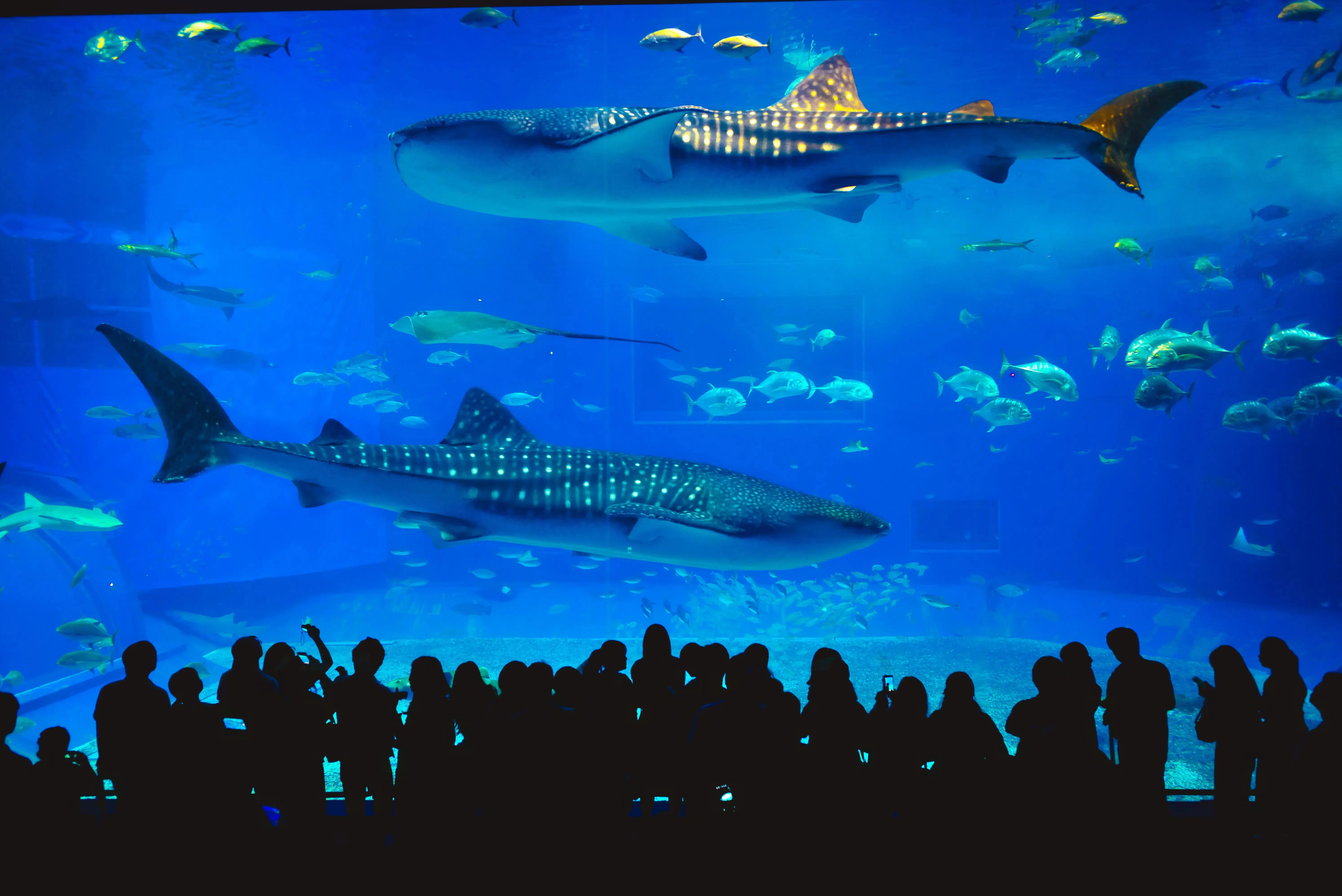 Aquaria Phuket - Non Thai Resident Aquaria Phuket - Non Thai Resident in Phuket - Photo 6