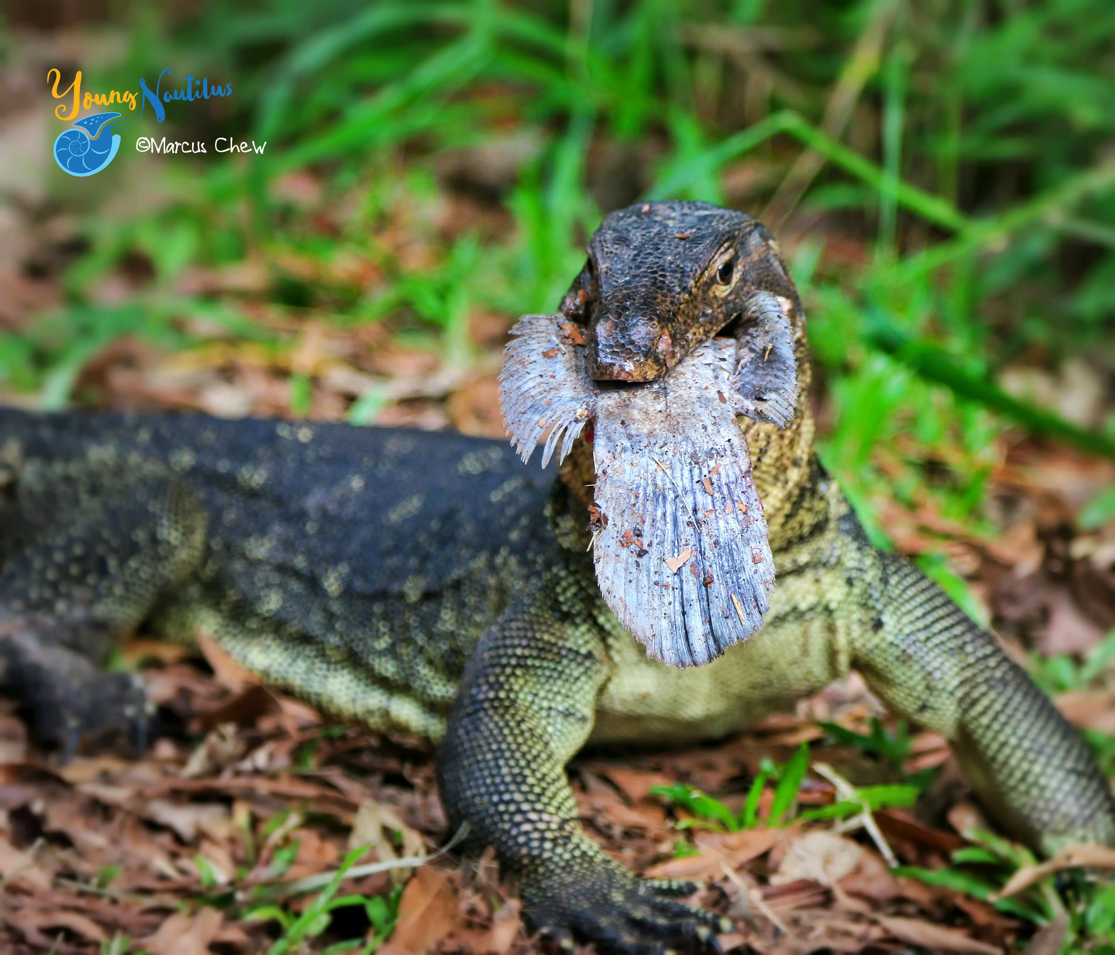 Young Nautilus Nature Walks: Unravelling Wildlife Mysteries in Singapore - Photo 3