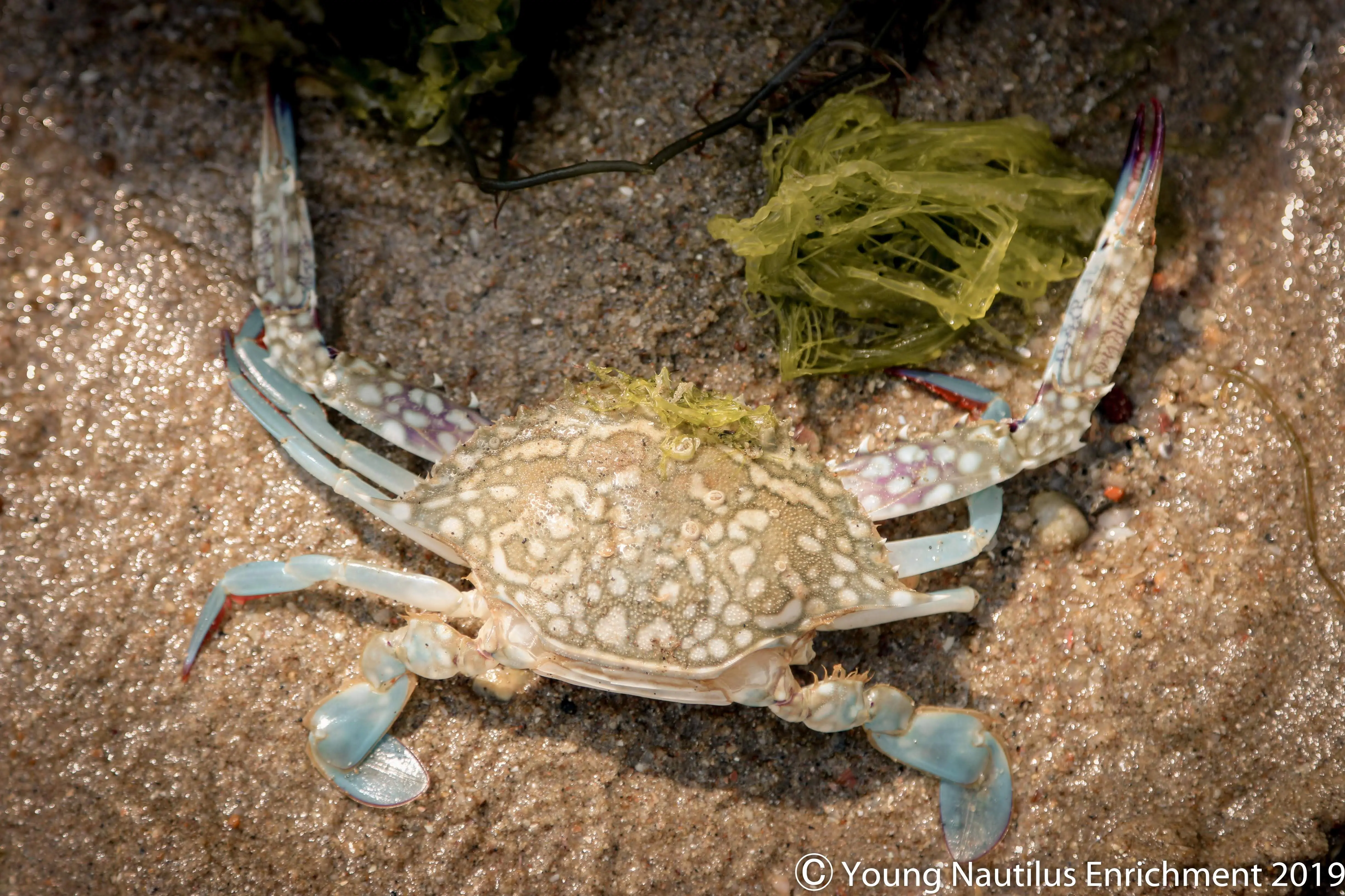 Young Nautilus Nature Walks: Unravelling Wildlife Mysteries in Singapore - Photo 4