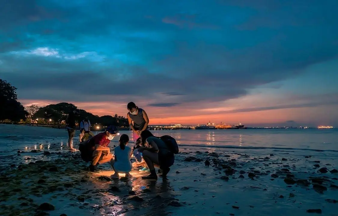 Young Nautilus Nature Walks: Unravelling Wildlife Mysteries in Singapore - Photo 6